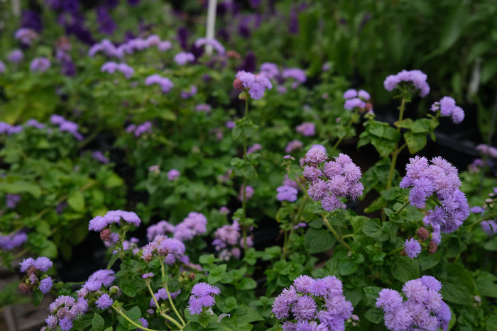 Ageratum 'Aloha Blue' (Flossflower)