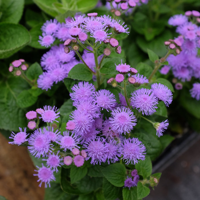 Ageratum 'Artist Blue' (Flossflower)