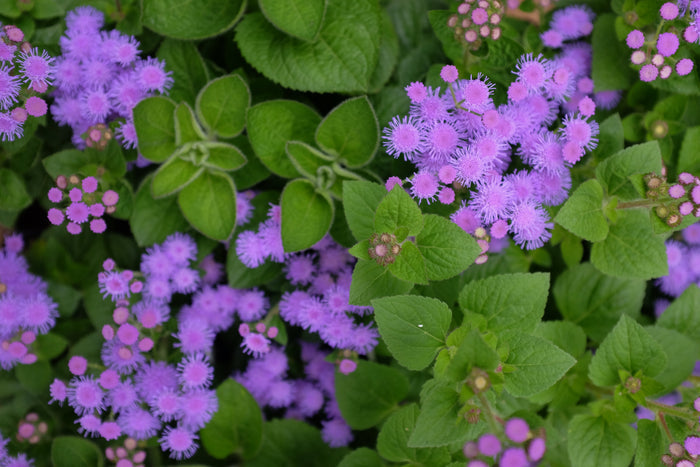Ageratum 'Artist Blue' (Flossflower)