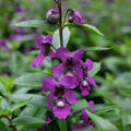 Angelonia 'Serena Purple'