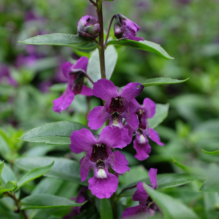Angelonia 'Serena Purple'