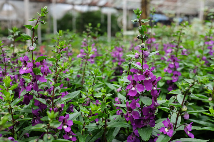 Angelonia 'Serena Purple'