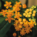 Asclepias curassavica 'Silky Gold' (Tropical Milkweed)