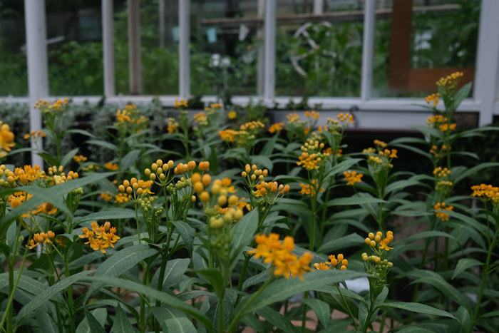 Asclepias curassavica 'Silky Gold' (Tropical Milkweed)