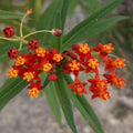 Asclepias curassavica (Tropical Milkweed)
