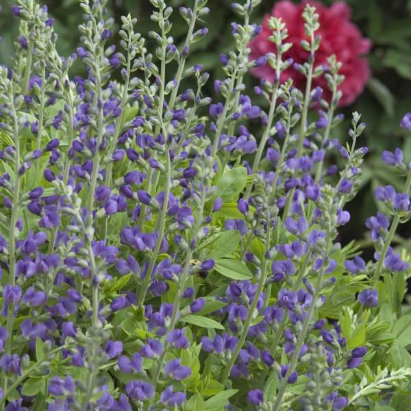 Baptisia australis (False Indigo)