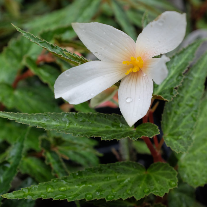 Begonia 'Bossa Nova Pure White'
