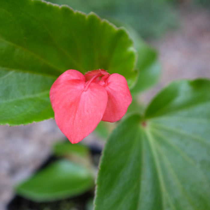 Begonia 'Dragon Wing Red'