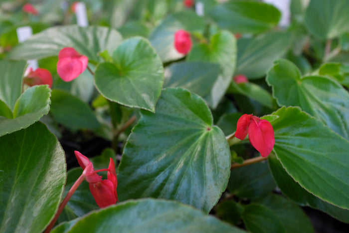 Begonia 'Dragon Wing Red'