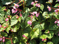 Begonia grandis (Hardy begonia)