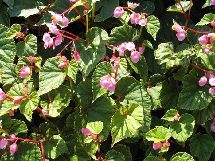 Begonia grandis (Hardy begonia)