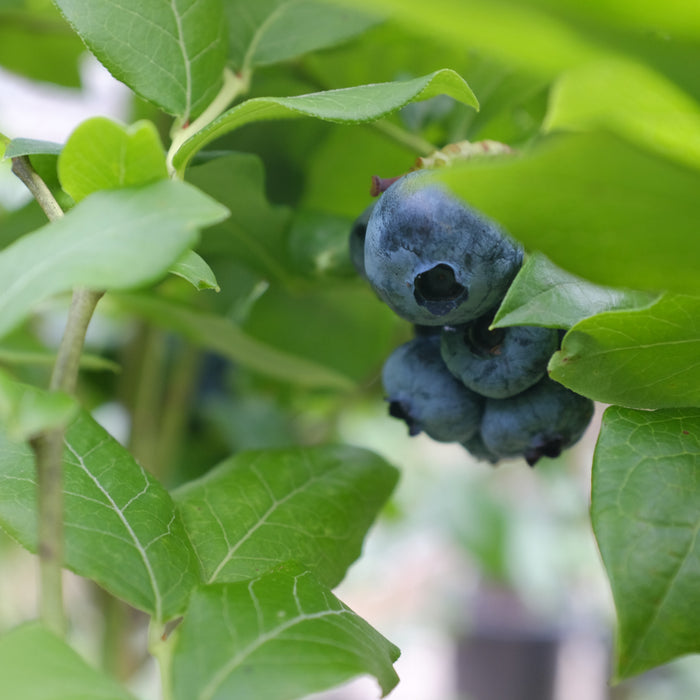 Blueberry Bushes