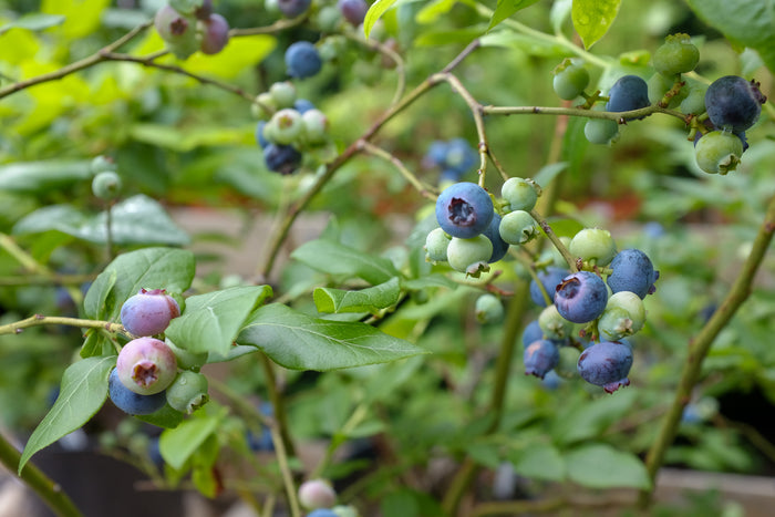 Blueberry Bushes