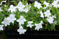 Browallia 'Endless Flirtation' (Bush Violet)