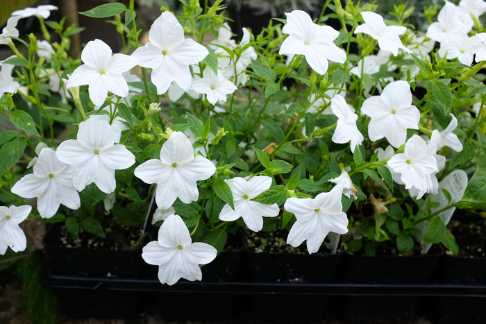 Browallia 'Endless Flirtation' (Bush Violet)