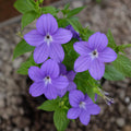 Browallia 'Endless Illumination' (Bush Violet)