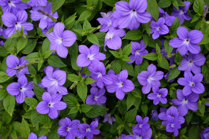Browallia 'Endless Illumination' (Bush Violet)