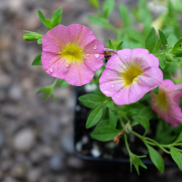 Calibrachoa 'Callie Pink Morn'