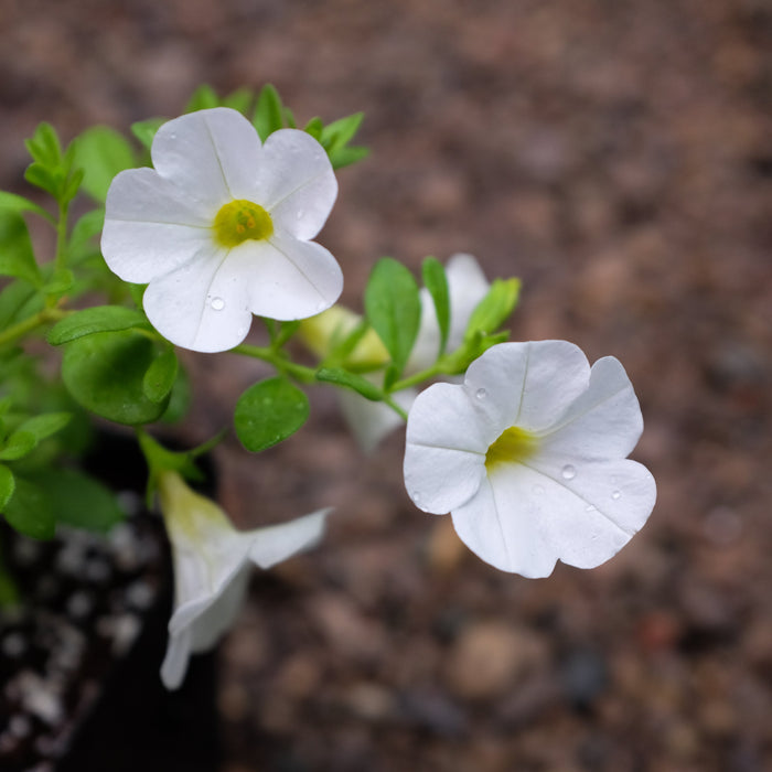 Calibrachoa 'Callie White Improved'