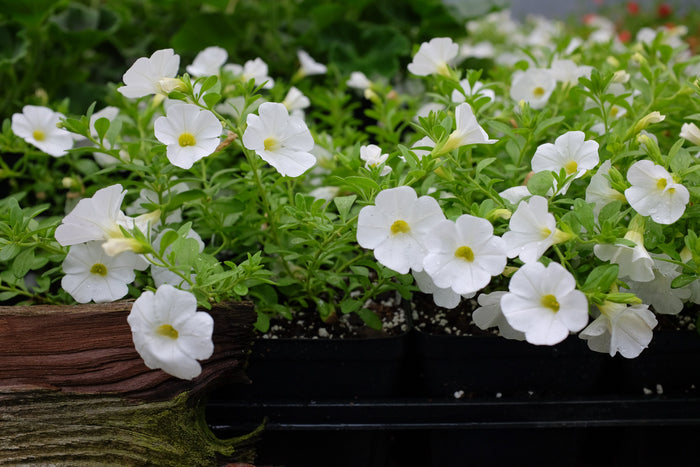 Calibrachoa 'Callie White Improved'