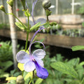 Clerodendrum (Butterfly Bush)