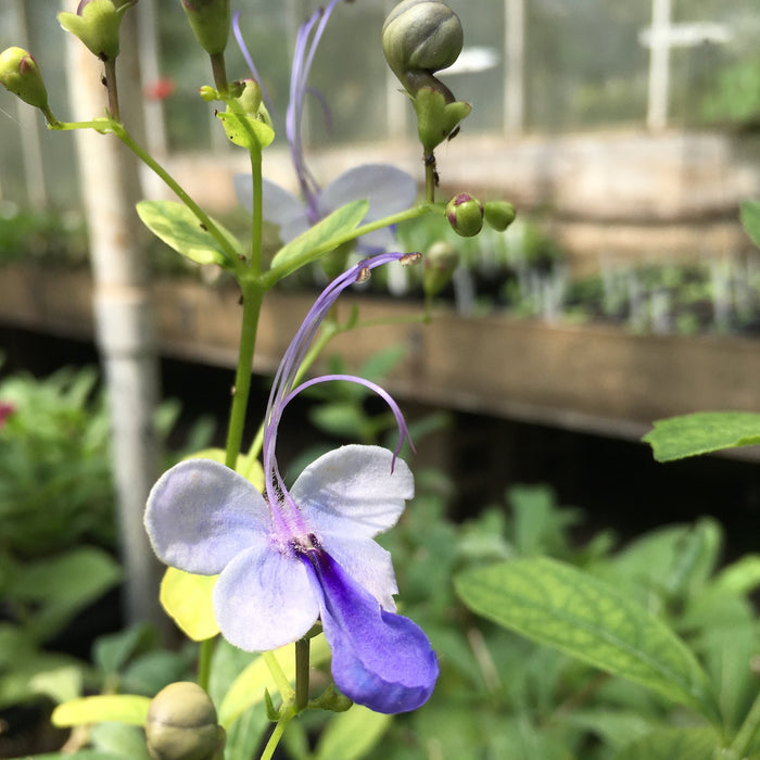 Clerodendrum (Butterfly Bush)