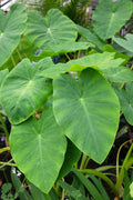 Colocasia esculenta 'Jack's Giant' (Elephant Ears)