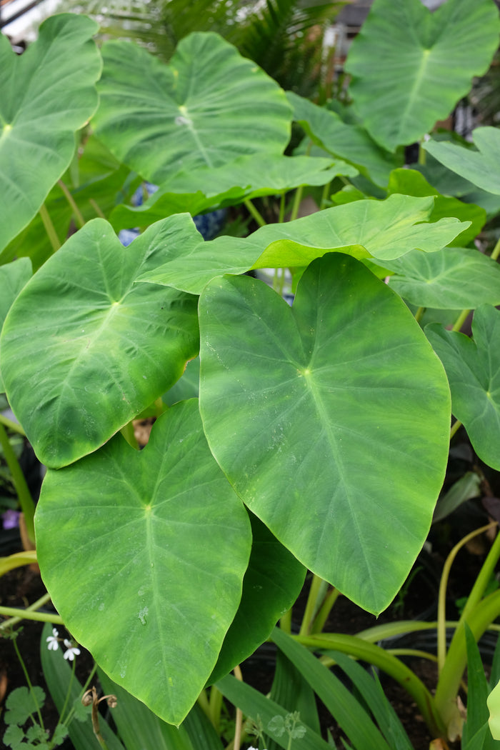 Colocasia esculenta 'Jack's Giant' (Elephant Ears)