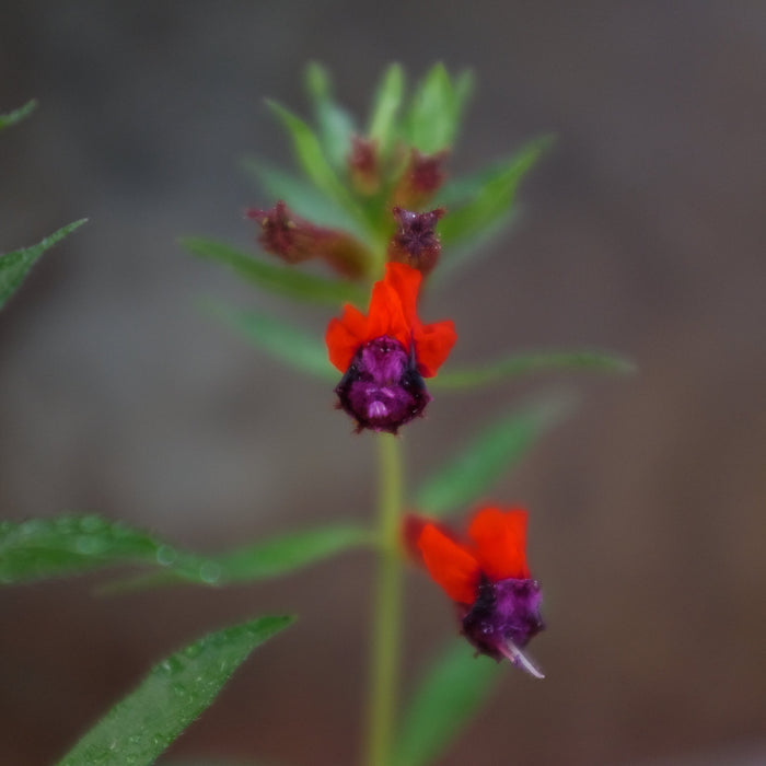 Cuphea llavea (Bat Faced Cuphea)