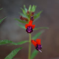 Cuphea llavea (Bat Faced Cuphea)