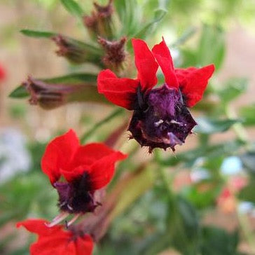 Cuphea llavea 'Cara de Palo' (Bat Faced Cuphea)