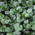 Dichondra 'Silver Falls'