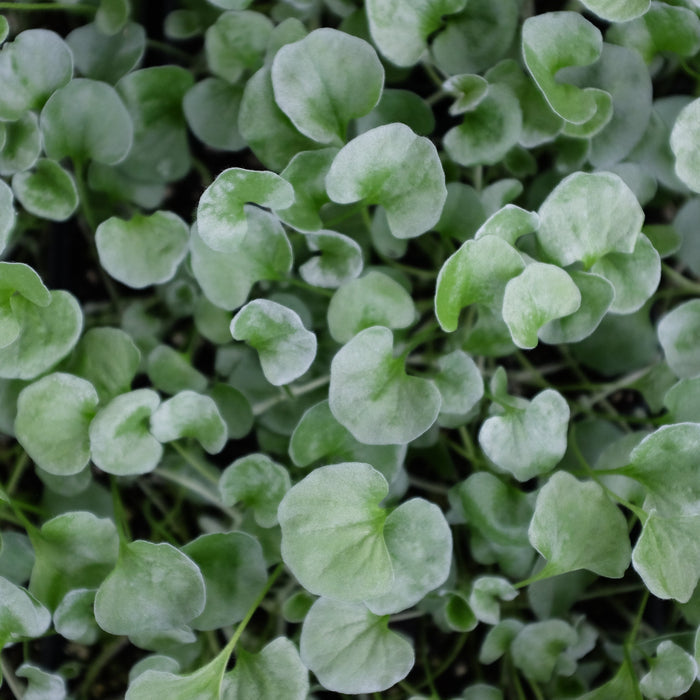 Dichondra 'Silver Falls'