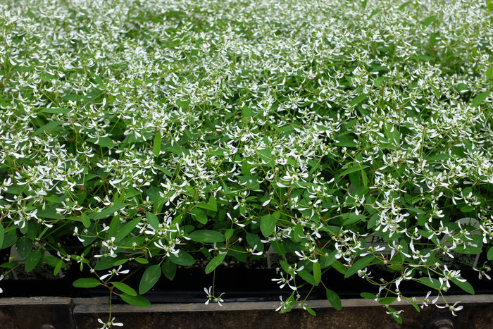 Euphorbia 'Hip Hop'