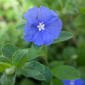 Evolvulus 'Blue Daze' (Dwarf Morning Glory)