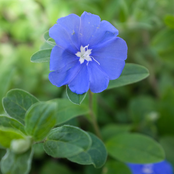 Evolvulus 'Blue Daze' (Dwarf Morning Glory)