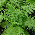 Fern - Athyrium 'Lady in Red'
