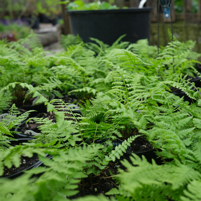 Fern - Athyrium 'Lady in Red'