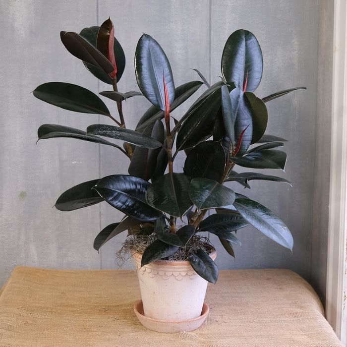 Ficus elastica - Rubber Plant