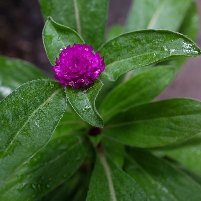 Gomphrena 'Buddy Purple' (Globe Amaranth)