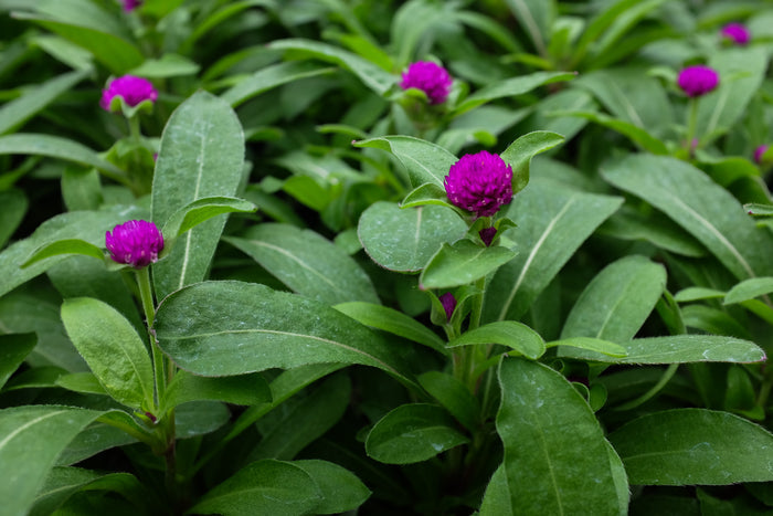 Gomphrena 'Buddy Purple' (Globe Amaranth)