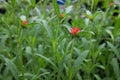 Gomphrena 'QIS Red' (Globe Amaranth)
