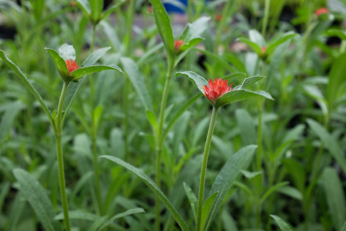 Gomphrena 'QIS Red' (Globe Amaranth)