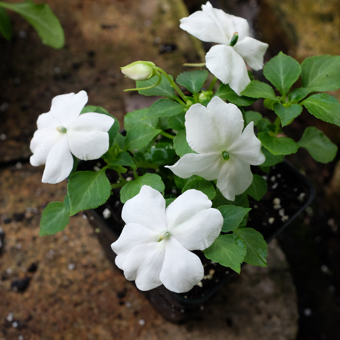 Impatiens - White