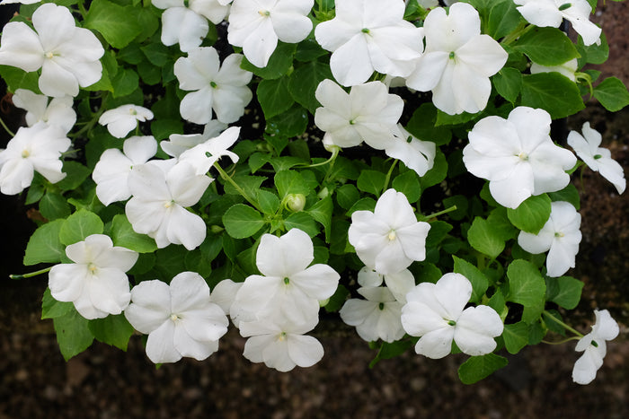 Impatiens - White