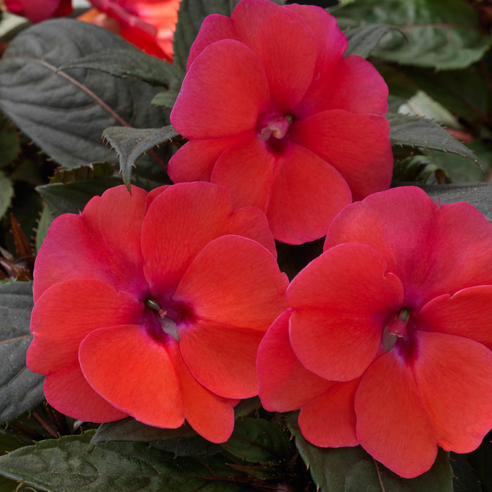 Impatiens 'Sunpatiens Compact Deep Rose' (Sunpatiens)