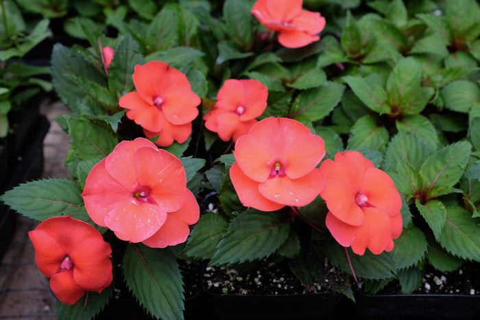 Impatiens 'Sunpatiens Compact Hot Coral' (Sunpatiens)