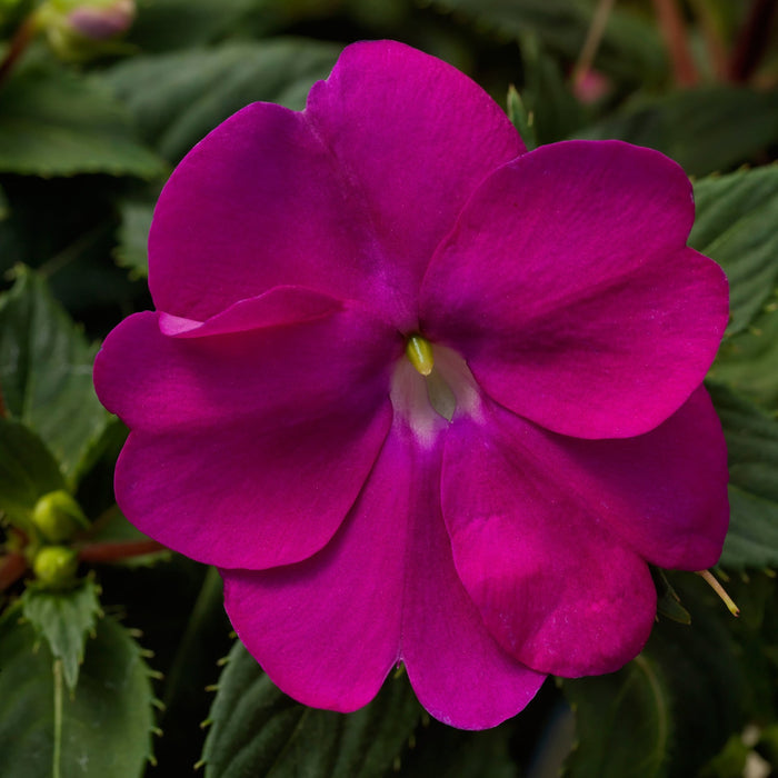 Impatiens 'Sunpatiens Compact Neon Pink' (Sunpatiens)