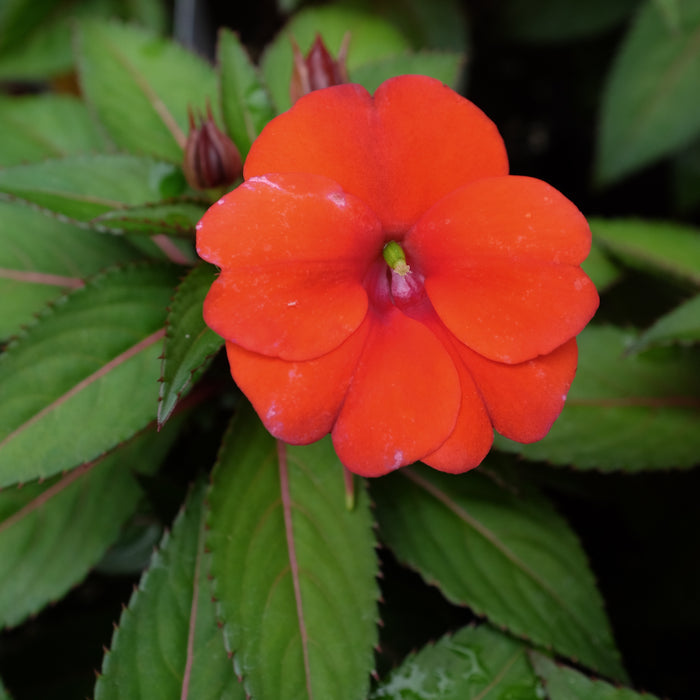Impatiens 'Sunpatiens Compact Orange' (Sunpatiens)