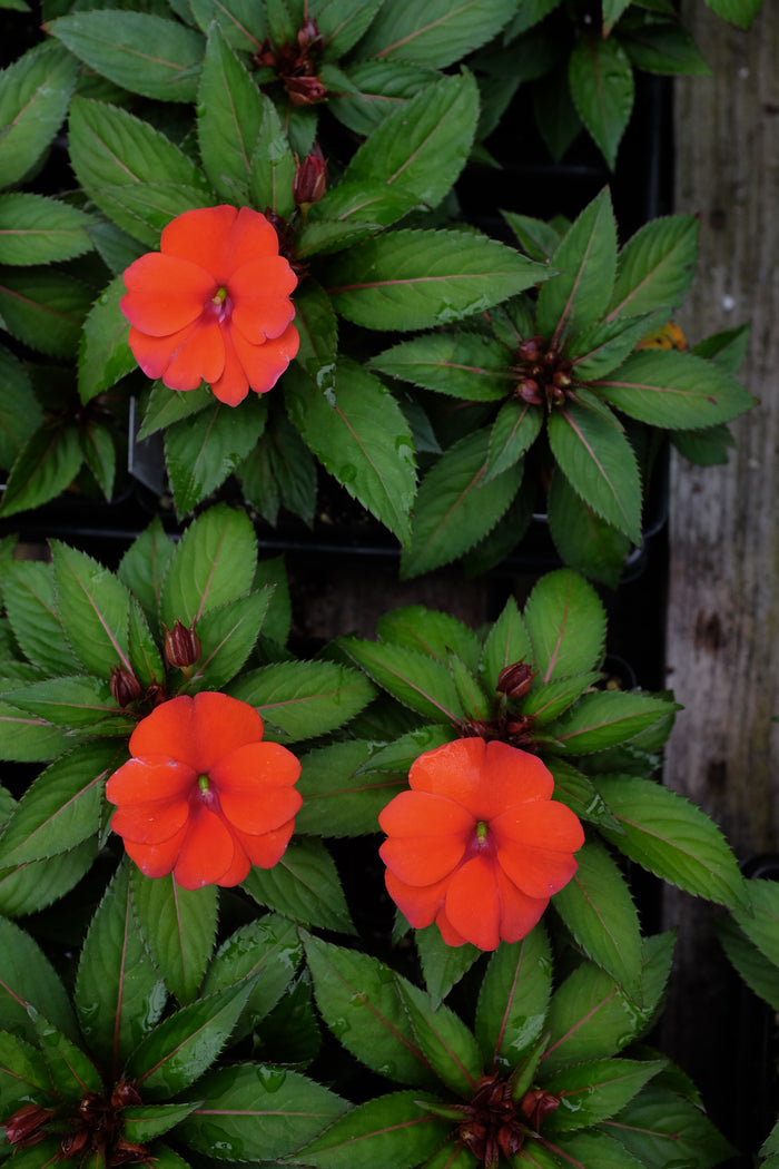 Impatiens 'Sunpatiens Compact Orange' (Sunpatiens)